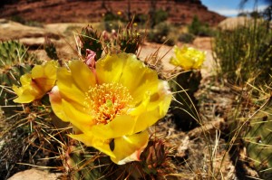 Cacti Flowers