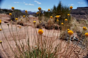 Flower Balls