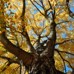 A Look Up