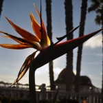 Bird Of Paradise