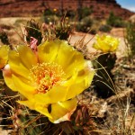 Cacti Flowers