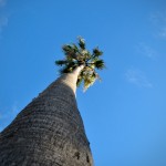 Palm Trees Are Tall