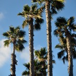 Palm Trees