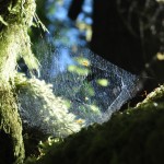 Spiderweb