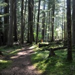 Washington Woods