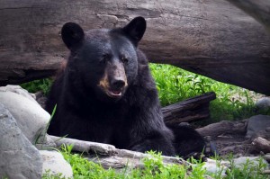 Black Bear