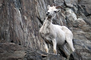 Dall Sheep