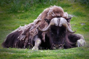 Musk Ox