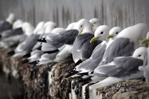 Seagulls