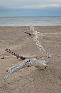 Driftwood