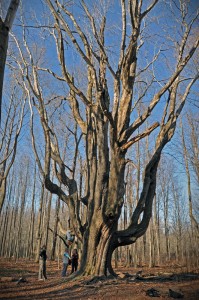 The Great Tree