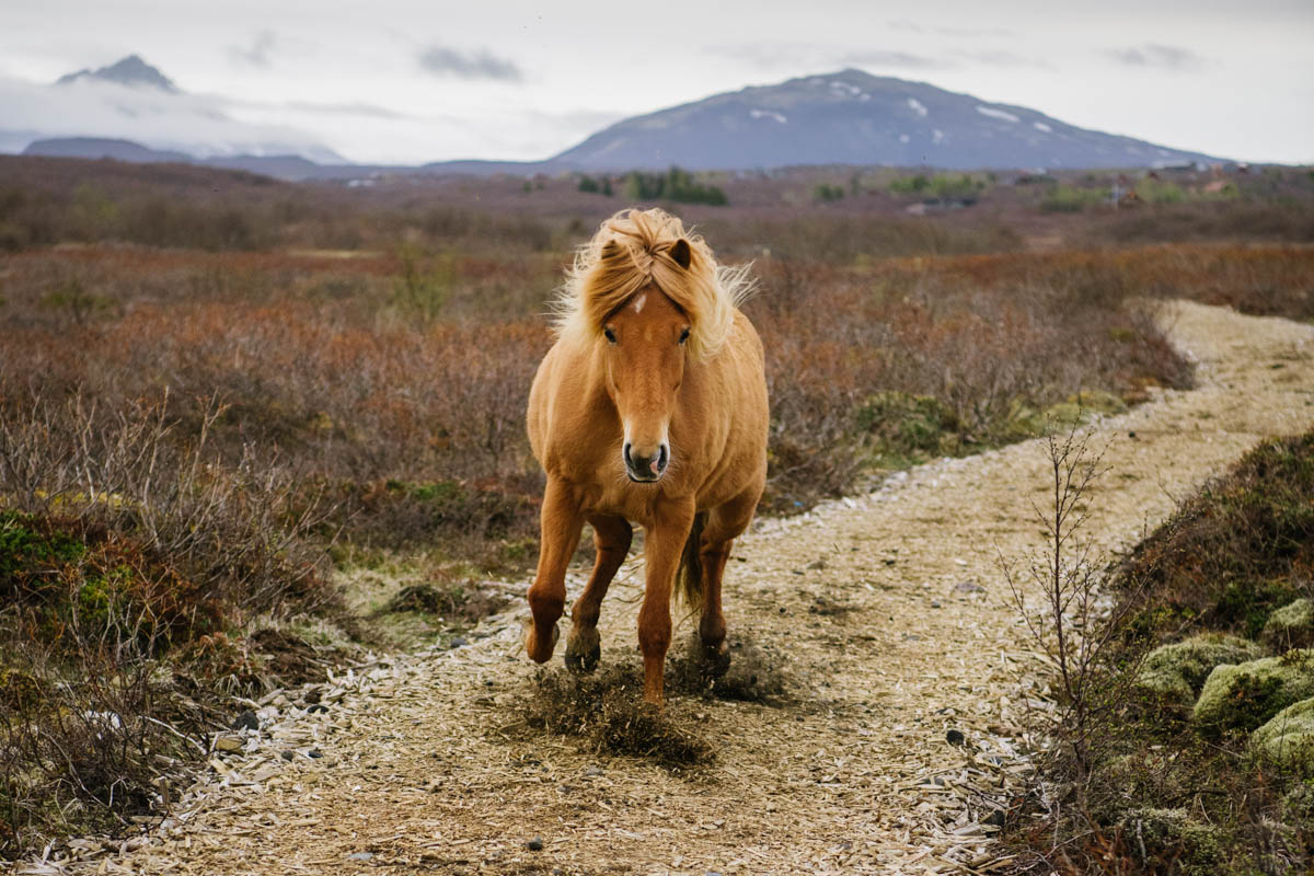 Icelandic Horse