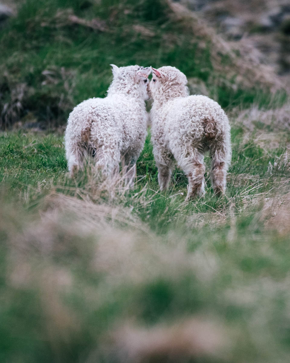 Arnardrangur Lambs