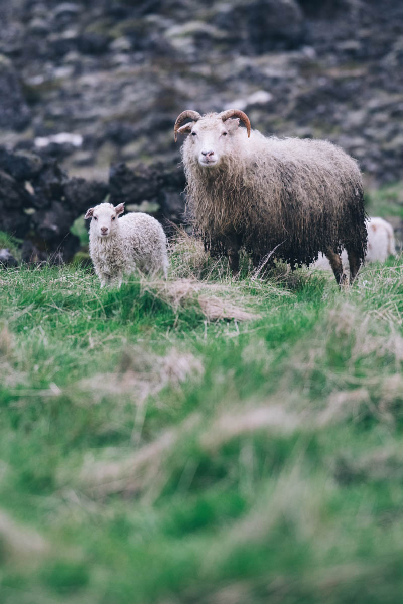 Arnardrangur Sheep